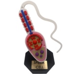 Sperm Cell Anatomical Model