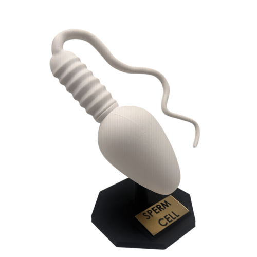 Sperm Cell Anatomical Model