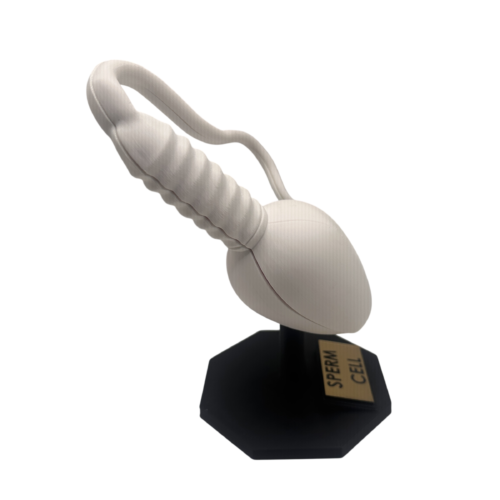 Sperm Cell Anatomical Model