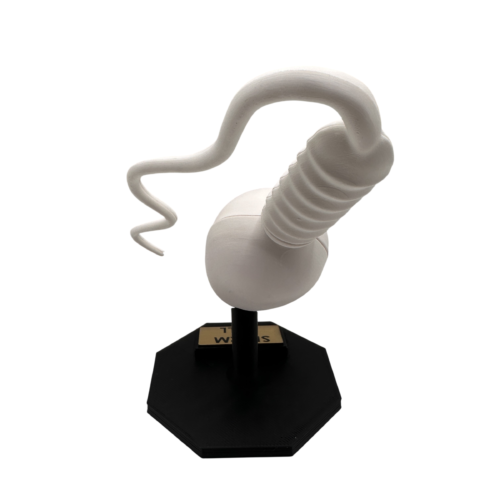 Sperm Cell Anatomical Model