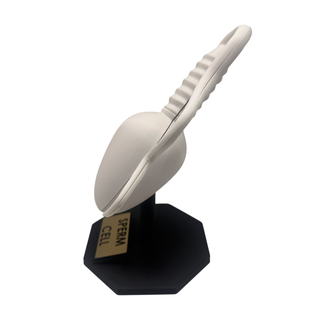 Sperm Cell Anatomical Model