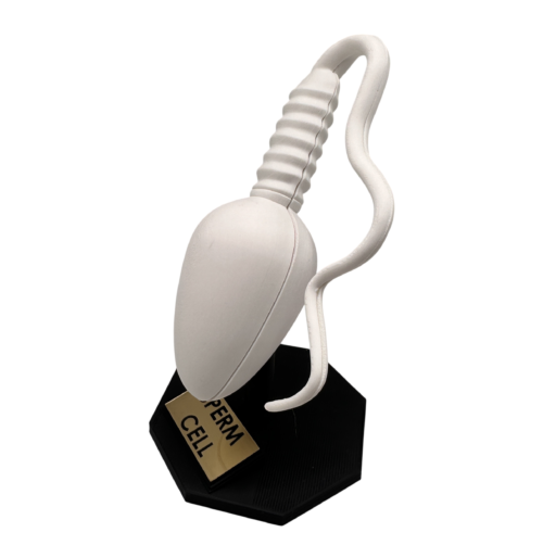 Sperm Cell Anatomical Model
