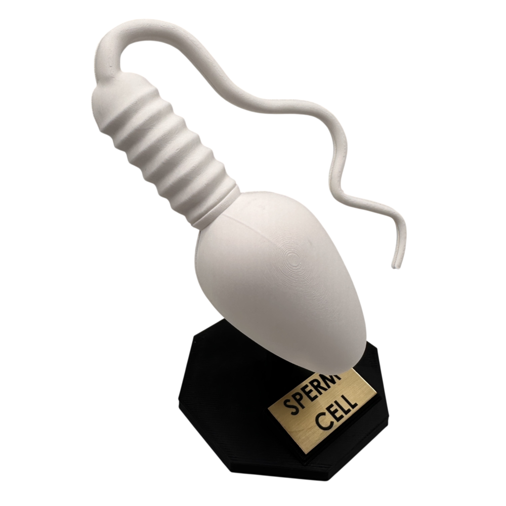 Sperm Cell Anatomical Model