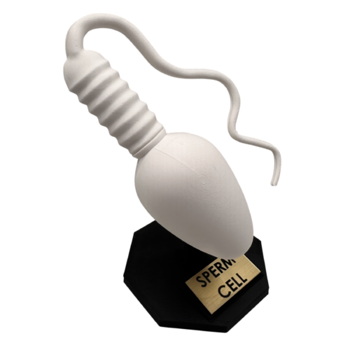 Sperm Cell Anatomical Model