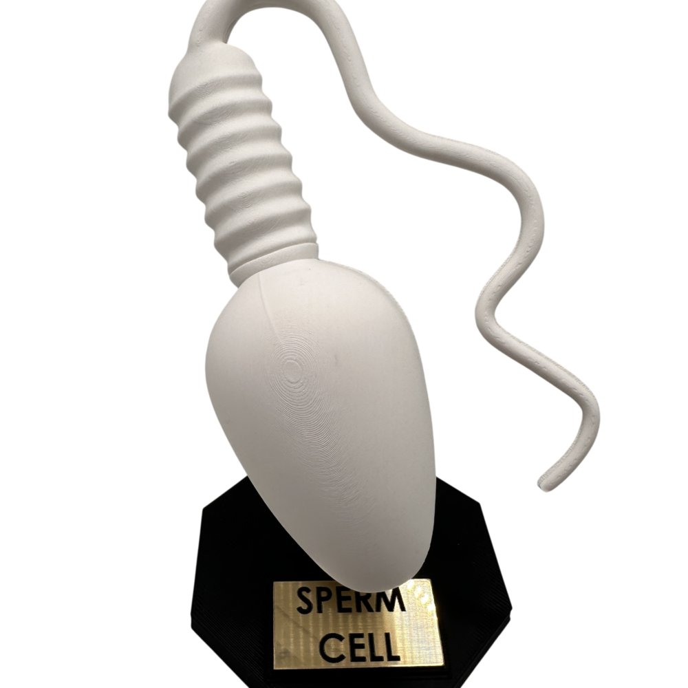 Sperm Cell Anatomical Model