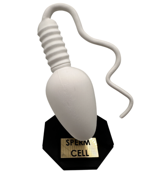 Sperm Cell Anatomical Model