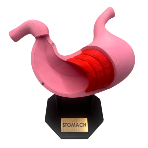 Stomach Anatomical Model