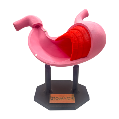 Stomach Anatomical Model