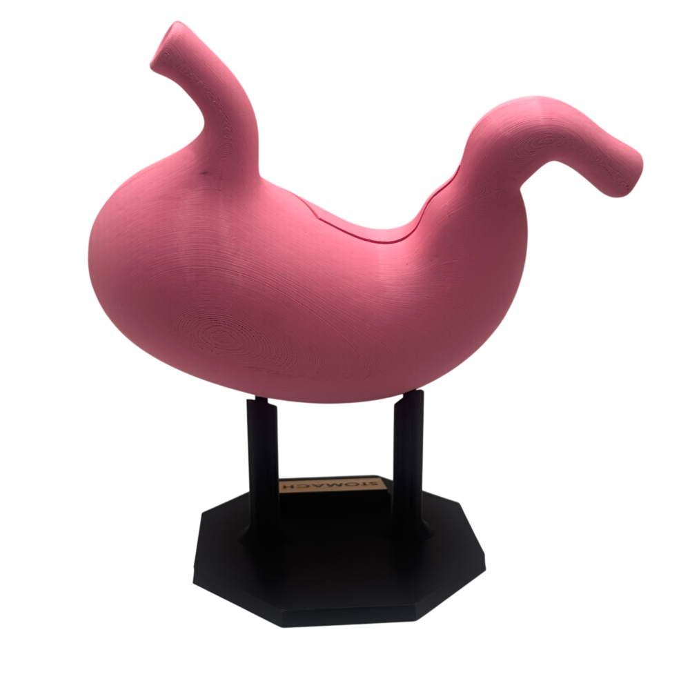 Stomach Anatomical Model