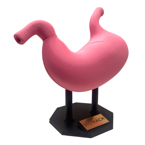 Stomach Anatomical Model
