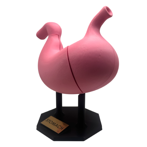 Stomach Anatomical Model