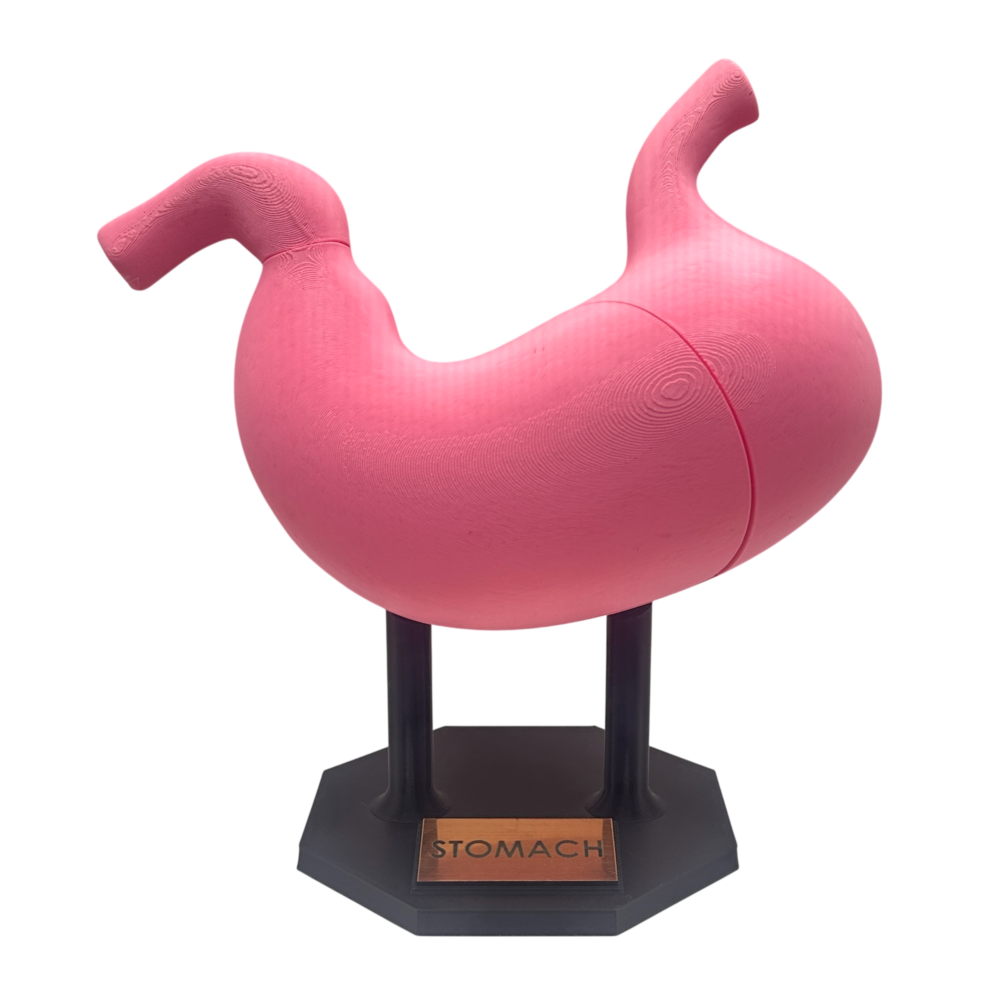 Stomach Anatomical Model