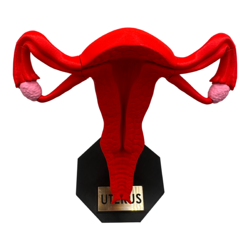 Uterus Anatomy Model