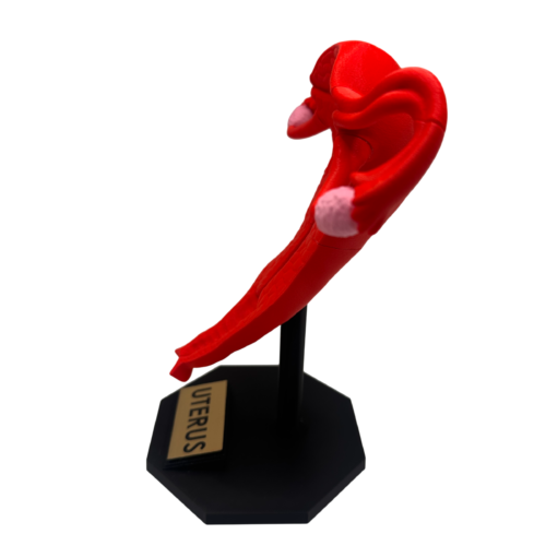 Uterus Anatomy Model