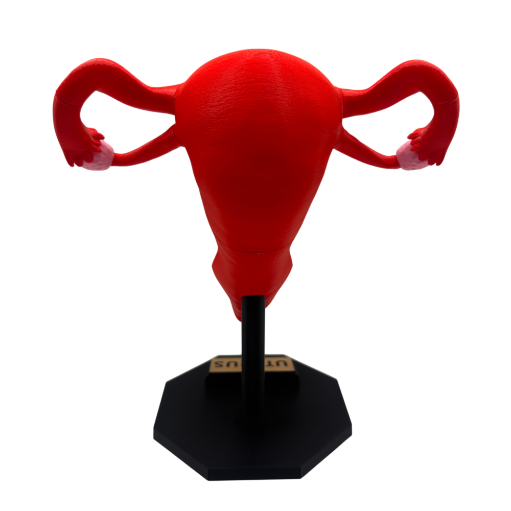 Uterus Anatomy Model