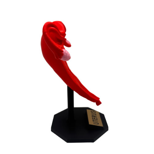 Uterus Anatomy Model