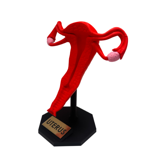 Uterus Anatomy Model