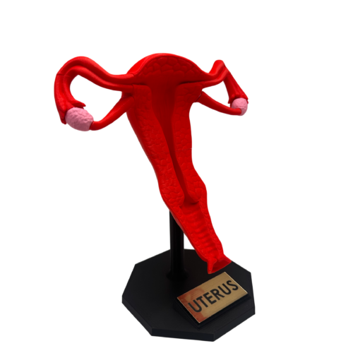 Uterus Anatomy Model