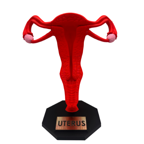 Uterus Anatomy Model